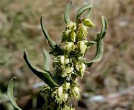 Rumex dentatus