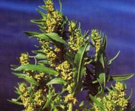 Rumex fueginus