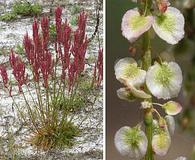 Rumex hastatulus