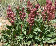 Rumex hymenosepalus