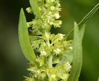 Rumex maritimus