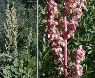 Rumex occidentalis