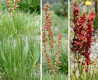 Rumex paucifolius