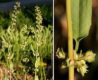 Rumex pulcher