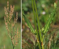 Rumex thyrsiflorus