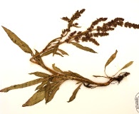 Rumex utahensis