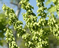 Rumex verticillatus