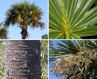 Sabal palmetto