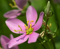 Sabatia angularis