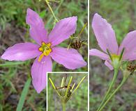 Sabatia campanulata