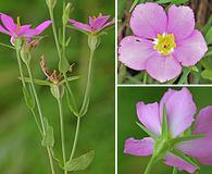 Sabatia campestris