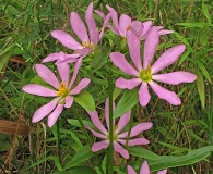 Sabatia capitata