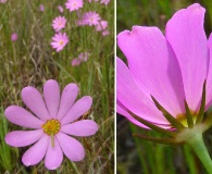 Sabatia decandra