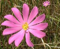 Sabatia dodecandra