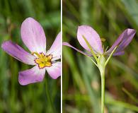 Sabatia stellaris