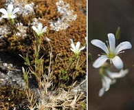 Sabulina michauxii 