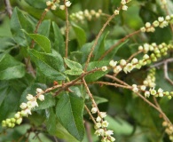 Sageretia minutiflora