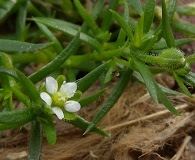 Sagina japonica