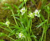 Sagina procumbens