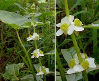 Sagittaria australis