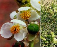 Sagittaria brevirostra