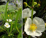 Sagittaria cristata