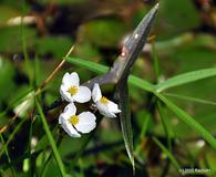 Sagittaria engelmanniana