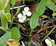 Sagittaria filiformis