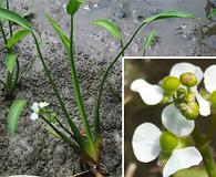 Sagittaria platyphylla