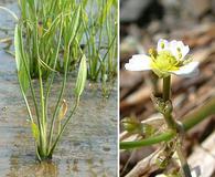 Sagittaria rigida