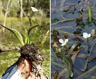 Sagittaria subulata