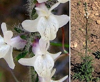 Sairocarpus coulterianus