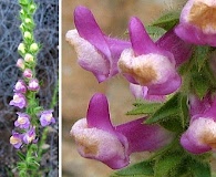 Sairocarpus multiflorus