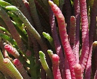 Salicornia pacifica