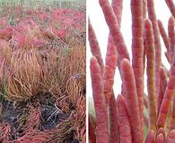 Salicornia rubra