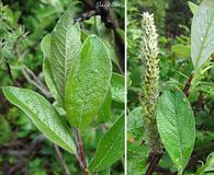 Salix alaxensis