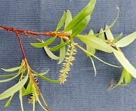 Salix arbusculoides