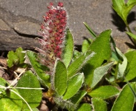 Salix arctophila