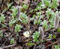 Salix barrattiana