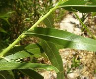 Salix bonplandiana