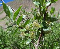 Salix brachycarpa