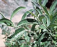 Salix breweri