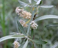 Salix candida