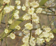 Salix caprea