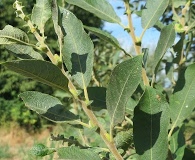 Salix cinerea