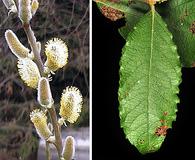 Salix discolor