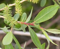 Salix eriocephala