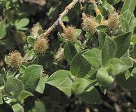 Salix glauca