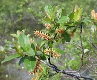 Salix hastata