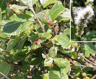 Salix hookeriana